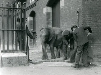 Gardiens avec un jeune éléphant africain mâle Kiberenge, Zoo de Londres, 1924