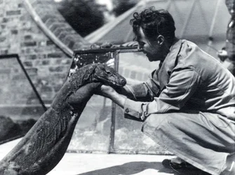 Dragon de Komodo Sumbawa avec le gardien H. Alec Budd, 1928