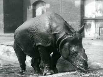 Rhinocéros indien mâle Felix quittant sa piscine au Zoo de Londres en 1928
