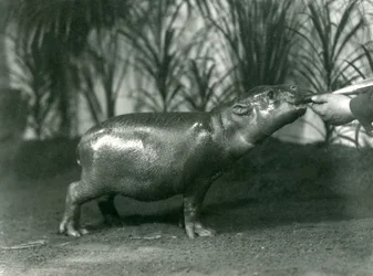 Percy, un jeune hippopotame pygmée nourri à la main au zoo de Londres, novembre 1923 (photo nb)