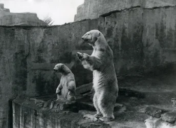 Ours polaires 