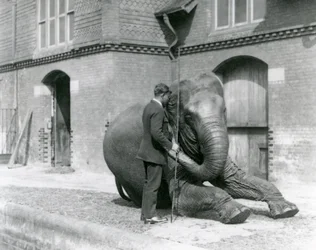 Syed Ali, entraînant Indiarani devant la Maison des Éléphants, Zoo de Londres, août 1923