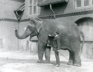 Syed Ali, entraînant Indiarani devant la Maison des Éléphants, Zoo de Londres, août 1923