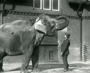 Syed Ali entraînant Indiarani devant la maison des éléphants, Zoo de Londres, octobre 1925