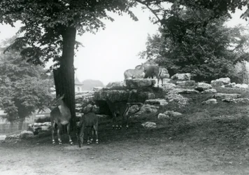 Le paddock des élands au Zoo de Londres en 1924