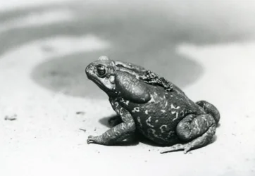 Le plus grand et le plus petit crapaud de la ménagerie en août 1928