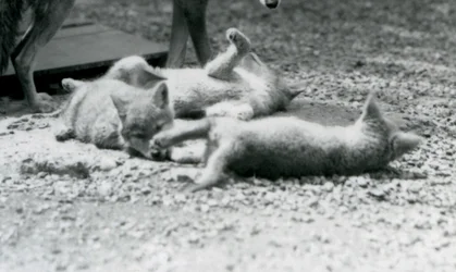 Trois chiots de coyote roulant sur le sol, aux pieds de leur mère, Zoo de Londres