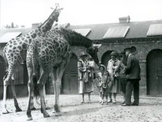 Trois dames avec trois petits enfants visitent les girafes dans leur enclos à l