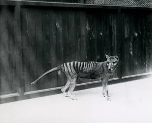 Thylacine Loup de Tasmanie au zoo de Londres, avant 1930