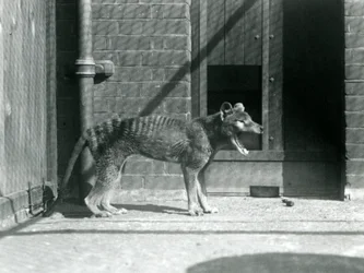 Thylacine/Loup de Tasmanie au zoo de Londres en août 1926