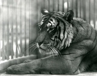 Tigre Sam au Zoo de Londres, 1925