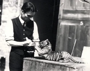 Tigreau nourri par le gardien Harry Warwick, 1914