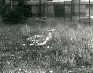 Deux outardes arabes debout dans leur enclos au Zoo de Londres, septembre 1927