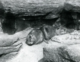 Deux ragondins reposant parmi les rochers dans leur enclos au zoo de Londres, avril 1925