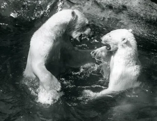 Deux ours polaires jouant dans leur piscine au zoo de Londres en 1926