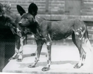 Deux chiens sauvages somaliens au zoo de Londres, juillet 1925