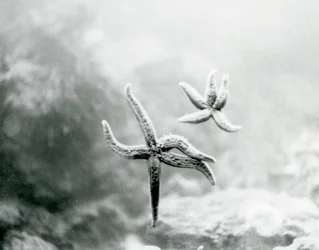 Deux étoiles de mer, sur la vitre de l