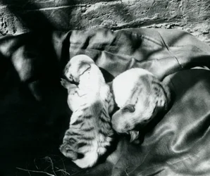 Deux petits hyènes rayées au zoo de Londres, c.1914