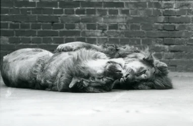 Deux lions couchés pour dormir avec leurs pattes autour l