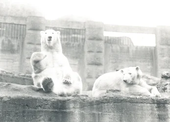 Deux ours polaires au zoo de Londres, 1927