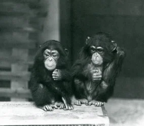 Deux jeunes chimpanzés assis sur une caisse en bois, zoo de Londres