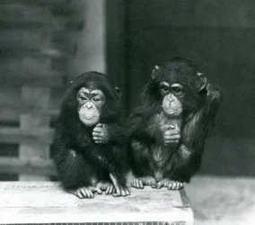 Deux jeunes chimpanzés assis sur une caisse en bois, Zoo de Londres, 1924
