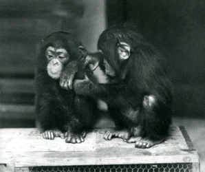 Deux jeunes chimpanzés assis sur une caisse en bois, Zoo de Londres, 1924