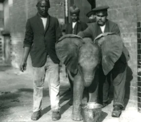 Jeune éléphant africain Kiberenge, buvant dans un seau, avec les dresseurs Darish et Syed Ali, et le gardien H. Robertson, 1923