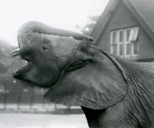 Jeune éléphant africain Kiberenge levant sa trompe et appelant, Zoo de Londres, août 1925