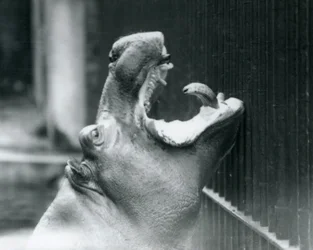Jeune hippopotame Bobbie au zoo de Londres