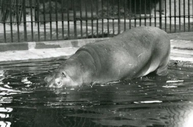 Jeune hippopotame Bobbie entrant dans sa piscine au zoo de Londres en août 1927