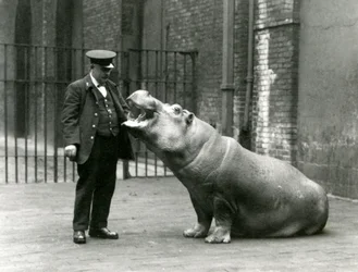 Jeune hippopotame Bobbie assis pour le gardien Ernie Bowman, Zoo de Londres, juillet 1923