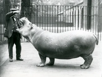 Jeune hippopotame Bobbie avec le gardien Ernie Bowman, Zoo de Londres, juillet 1923