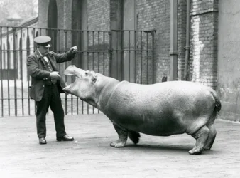 Jeune hippopotame Bobbie avec le gardien Ernie Bowman, Zoo de Londres, juillet 1923