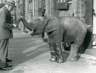 Jeune éléphant pygmée africain Oojah avec attelles, dans le cadre de son traitement contre le rachitisme, zoo de Londres, 1926