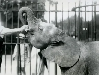 Jeune éléphante pygmée africaine Oojah recevant une friandise, zoo de Londres, juillet 1925