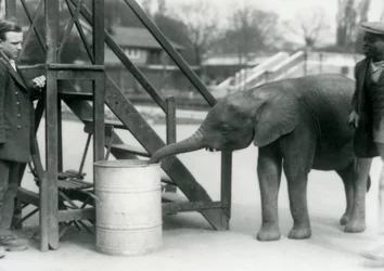 Jeune éléphante pygmée africaine Oojah inspectant un tonneau avec sa trompe, tandis que son gardien et son dresseur regardent, zoo de Londres, juillet 1925