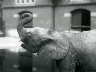 Jeune éléphant pygmée africain Oojah levant sa trompe au Zoo de Londres, août 1925