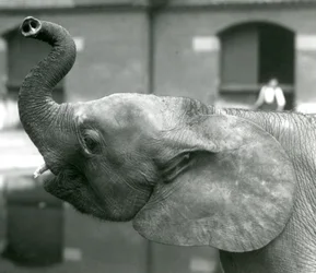 Jeune éléphante pygmée africaine Oojah levant sa trompe au zoo de Londres, août 1925