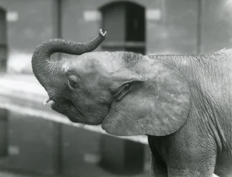 Jeune éléphante pygmée africaine Oojah levant sa trompe au zoo de Londres, juillet 1925