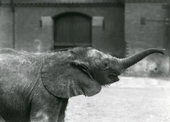 Jeune éléphante pygmée africaine Oojah levant sa trompe pour une friandise au zoo de Londres, juillet 1925