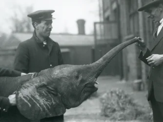 Jeune éléphante pygmée africaine Oojah levant sa trompe pour une friandise au zoo de Londres, juin 1925