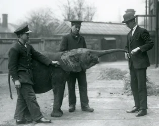 Jeune éléphante pygmée africaine Oojah levant sa trompe pour une friandise au zoo de Londres, juin 1925