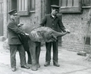 Jeune éléphante pygmée africaine Oojah levant sa trompe pour une friandise de ses gardiens au zoo de Londres, avril 1925
