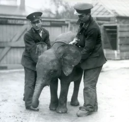 Jeune éléphante pygmée africaine Oojah avec deux gardiens au zoo de Londres en avril 1925