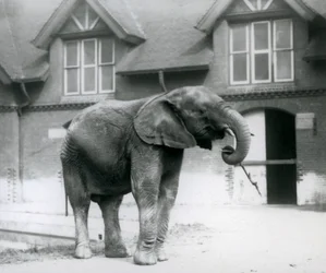 Jeune éléphant d