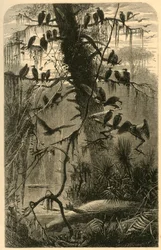 En attente de décomposition, 1872