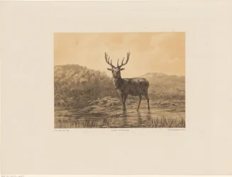 Cerf dans un paysage