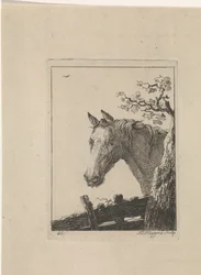 Tête de cheval