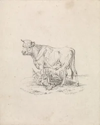 Taureau